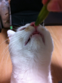 グリーンサラダ
