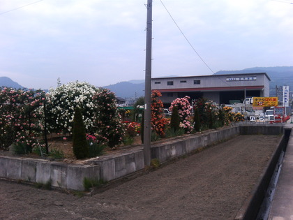 キナシばら園