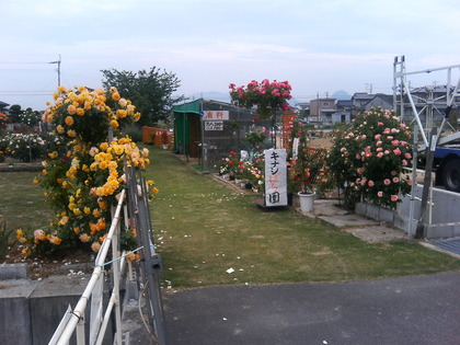 キナシばら園