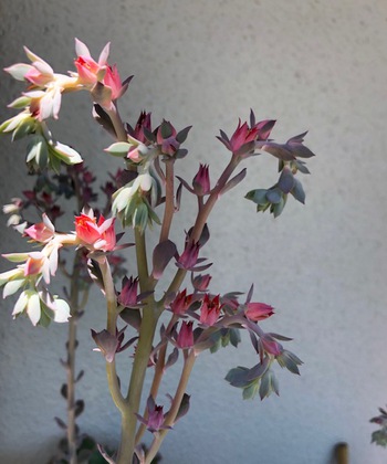 多肉植物の花