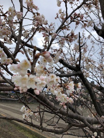 桜が咲いた～　ヽ(^o^)丿