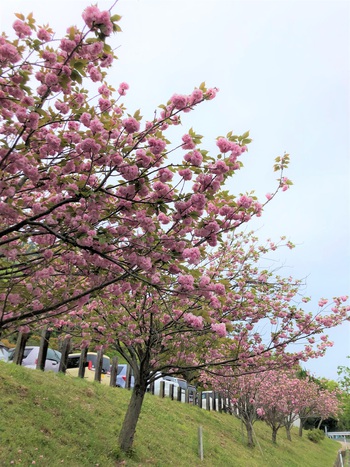 藤＆ぼたん桜