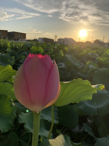 朝日とハスの花