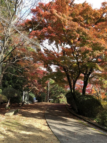 色付きはじめた金毘羅さん