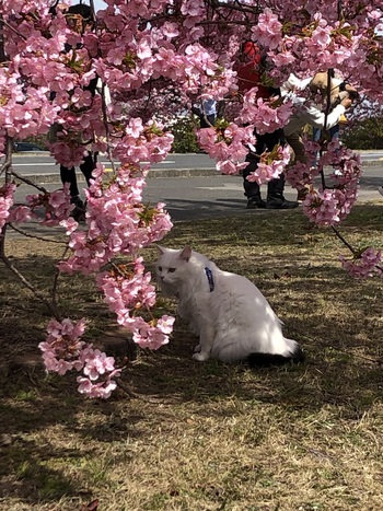 桜　、さくら　