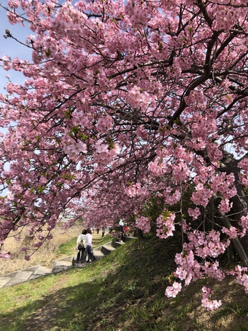 桜　、さくら　