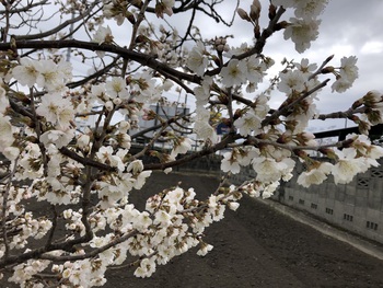 桜　、さくら　