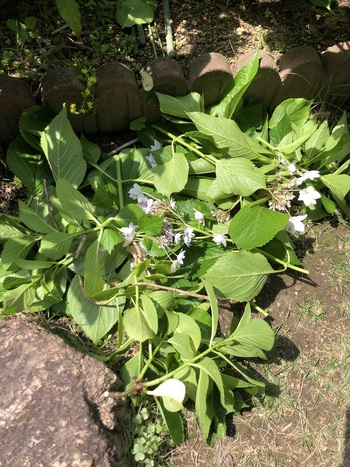 紫陽花の剪定