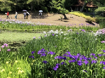 花しょうぶまつり