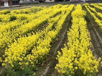 ころころ変わる気温