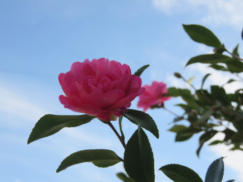 京野菜＆我が家の花