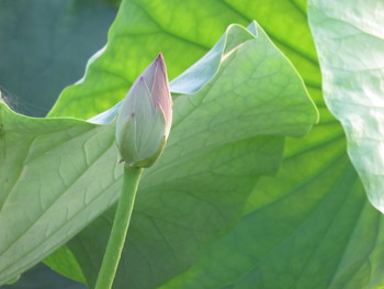 ハスの花