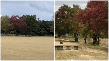 今年も干し柿