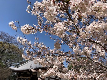 桜　三昧　