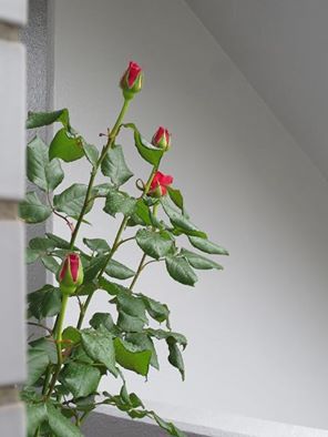 花は咲く～FLOWERS WILL BLOOM