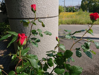 令和のDlVO薔薇