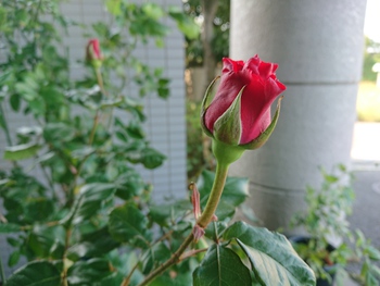 令和のDlVO薔薇