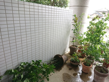 令和のDlVO薔薇