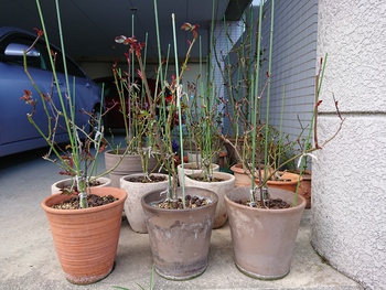 花は咲く～FLOWERS WILL BLOOM