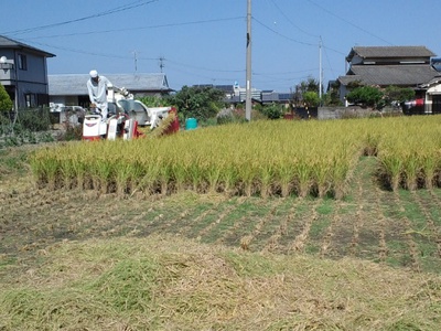 コンバインで稲刈り