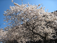 善通寺の涅槃桜（ねはんざくら）