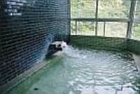 美馬市のナタ君の思い出