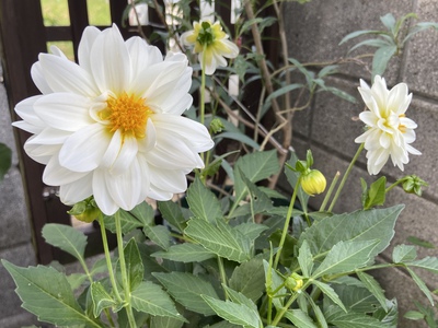 奔走子 庭の花たち