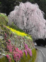 川井峠の桜