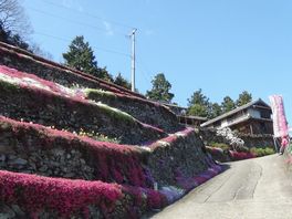 川井峠の桜