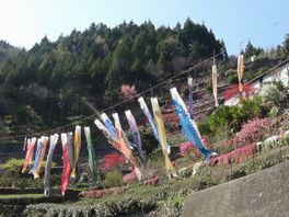 川井峠の桜