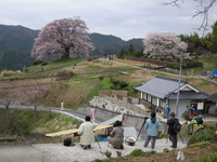 天にそびえる♪　醍醐桜in岡山