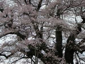 天にそびえる♪　醍醐桜in岡山