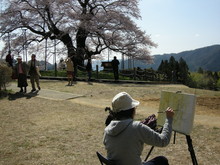 天にそびえる♪　醍醐桜in岡山