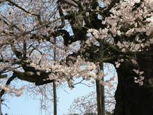 天にそびえる♪　醍醐桜in岡山