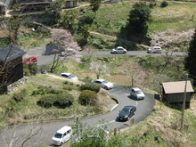 天にそびえる♪　醍醐桜in岡山