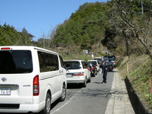 天にそびえる♪　醍醐桜in岡山