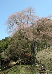岩井畝の桜と椿　in岡山