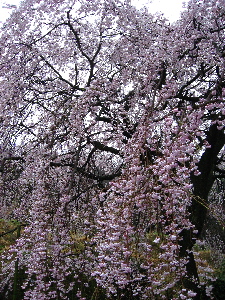 しだれ桜見ました！！