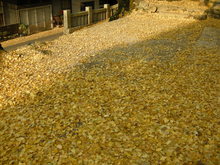イチョウの絨毯　岩部八幡神社