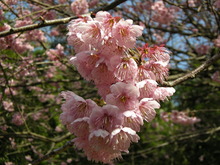 青海神社　椿寒桜