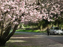 青海神社　椿寒桜