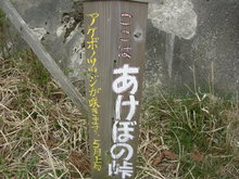 剣山スーパー林道（１）　アケボノツツジ咲いていた～