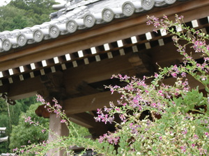 萩の寺　最明寺