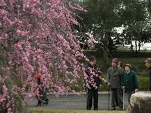 もうすぐ桜♪　園芸総合センター