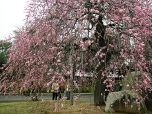 もうすぐ桜♪　園芸総合センター