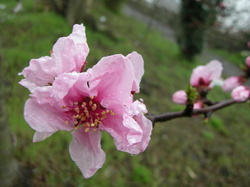 4月のイベント　女木島のお花見