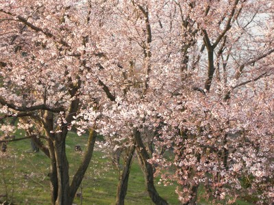 紫雲出山・夕陽に輝く桜　in香川
