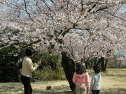 見晴し良好　西方寺の桜