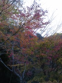 紅葉その２