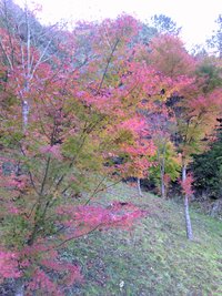 紅葉その２